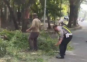 Sinergi Anggota Polsek Buduran dan DLHK Sidoarjo Sigap Tangani Pohon Tumbang di Depan Museum Mpu Tantular