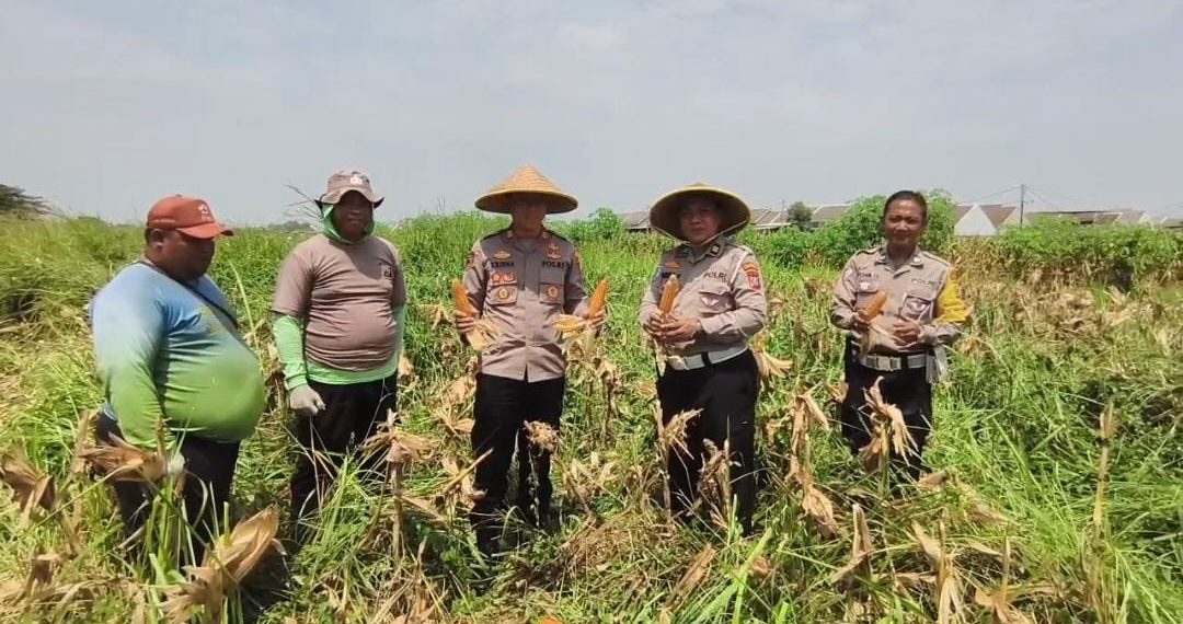 Perhatian Kapolsek Wonoayu pada Pertanian, Ikut Panen Jagung Bersama Warga Simoketawang