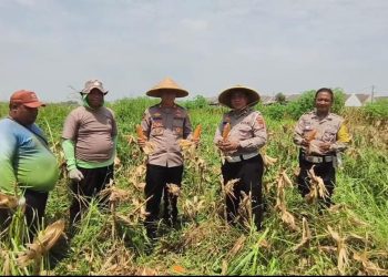 Perhatian Kapolsek Wonoayu pada Pertanian, Ikut Panen Jagung Bersama Warga Simoketawang