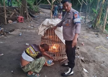 Respon Dumas Sabung Ayam, Polsek Jabon Turun Langsung Datangi Lokasi
