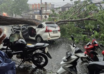 Hujan Angin, Pohon Tumbang Timpa Mobil di Jl Mojopahit Sidoarjo