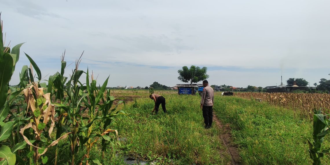 Persiapan Masa Panen, Polsek Tanggulangin Cek Lahan Jagung Desa Kedensari