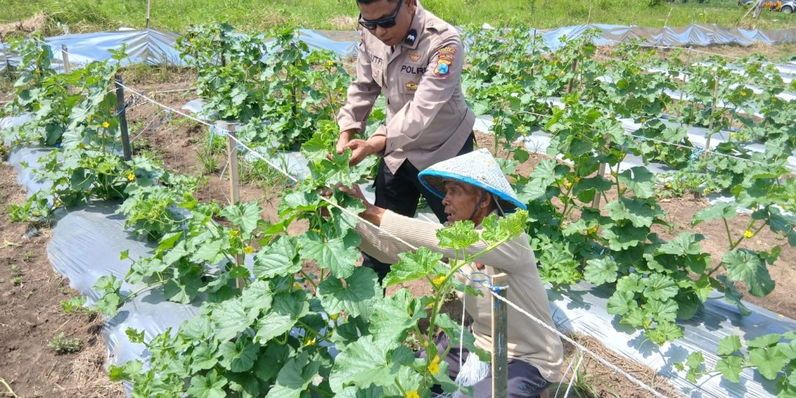 Polsek Tarik Monitoring Ketahanan Pangan Petani Melon di Desa Gampingrowo