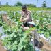Polsek Tarik Monitoring Ketahanan Pangan Petani Melon di Desa Gampingrowo