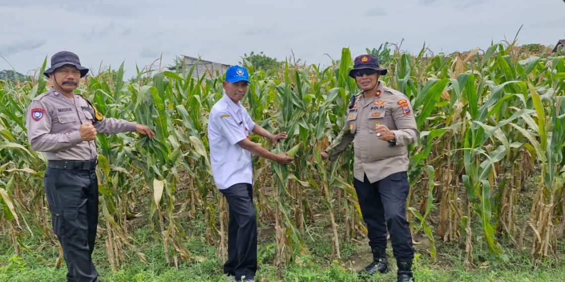 Sinergitas Dukung Ketahanan Pangan Melalui Tanam Jagung di Desa Seduri