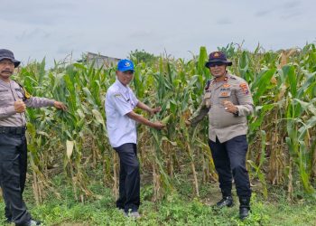 Sinergitas Dukung Ketahanan Pangan Melalui Tanam Jagung di Desa Seduri