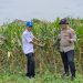 Sinergitas Dukung Ketahanan Pangan Melalui Tanam Jagung di Desa Seduri