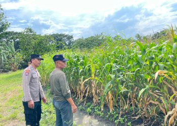 Bhabinkamtibmas Polsek Taman Cek Lahan Jagung dan Berdialog dengan Warga