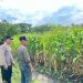 Bhabinkamtibmas Polsek Taman Cek Lahan Jagung dan Berdialog dengan Warga
