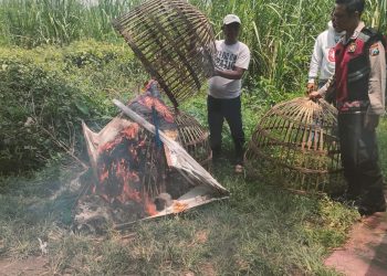 Polsek Prambon Bubarkan Dugaan Arena Judi Sabung Ayam di Desa Simpang dan Desa Jatikalang