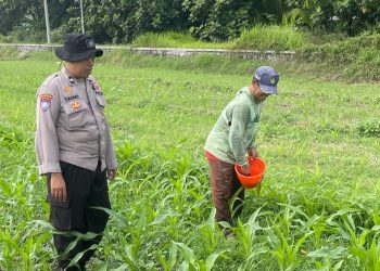 Bhabinkamtibmas Bakung Temenggungan Optimalkan Lahan Jagung Ketahanan Pangan