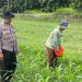 Bhabinkamtibmas Bakung Temenggungan Optimalkan Lahan Jagung Ketahanan Pangan
