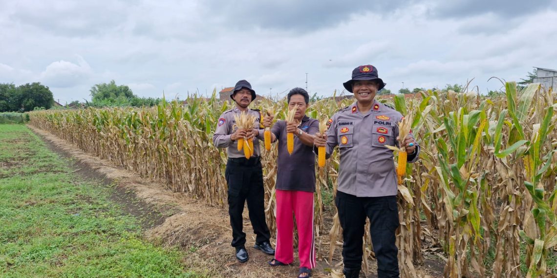 Polsek Balongbendo Cek Lahan Jagung Siap Panen di Desa Singkalan