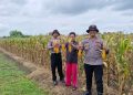 Polsek Balongbendo Cek Lahan Jagung Siap Panen di Desa Singkalan