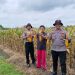 Polsek Balongbendo Cek Lahan Jagung Siap Panen di Desa Singkalan
