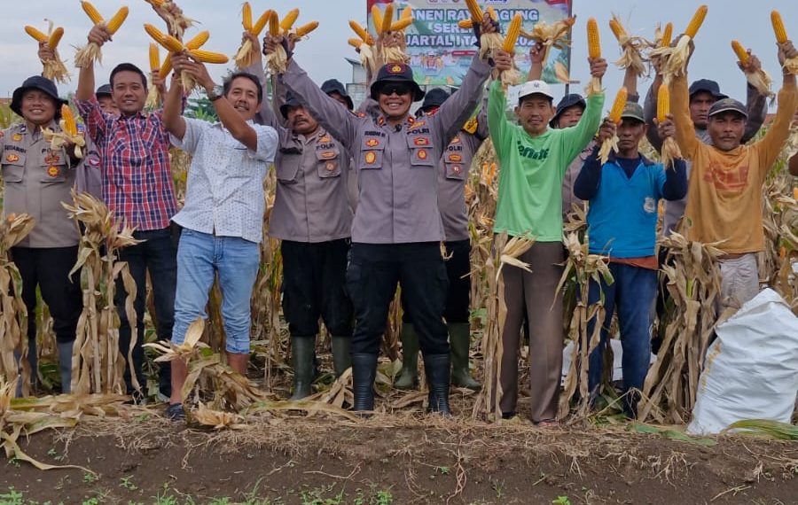 Polsek Balongbendo Gelar Panen Raya Jagung Serentak Kuartal I 2026