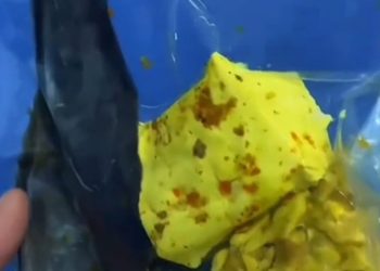 Video Dugaan SPPG Desa Temu Bagikan Lele Diduga Mentah Saat Ramadan Viral, Manajemen Bantah dan Klaim Sudah Sesuai SOP