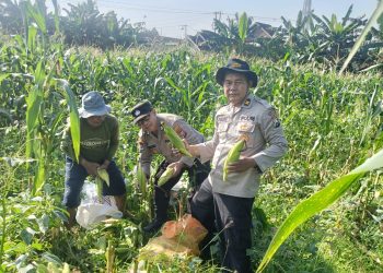 Panen Jagung 800 Kg, Polsek Porong Gandeng Petani Wujudkan Swasembada Pangan