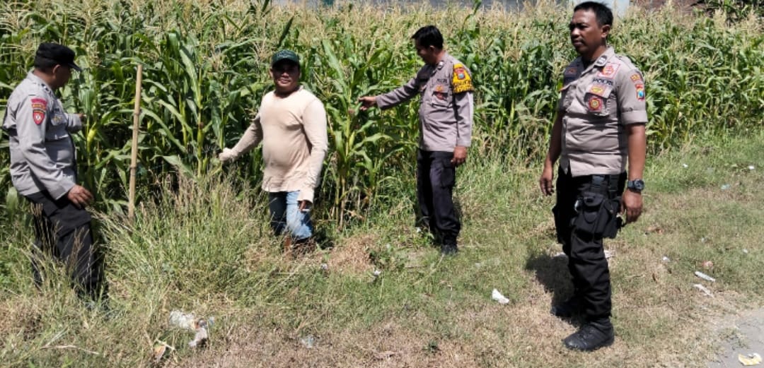 Polsek Tulangan Tinjau Lahan Jagung di Desa Kajeksan, Dukung Swasembada Pangan
