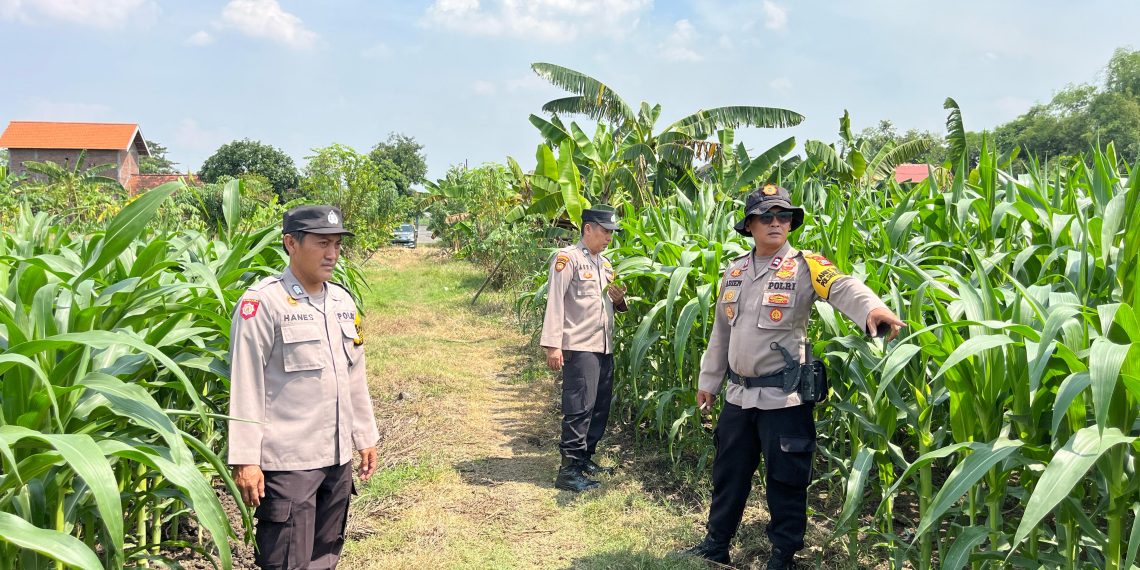 Cek Tanaman Jagung, Polsek Krembung Berharap Dongkrak Ketahanan Pangan