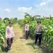 Cek Tanaman Jagung, Polsek Krembung Berharap Dongkrak Ketahanan Pangan