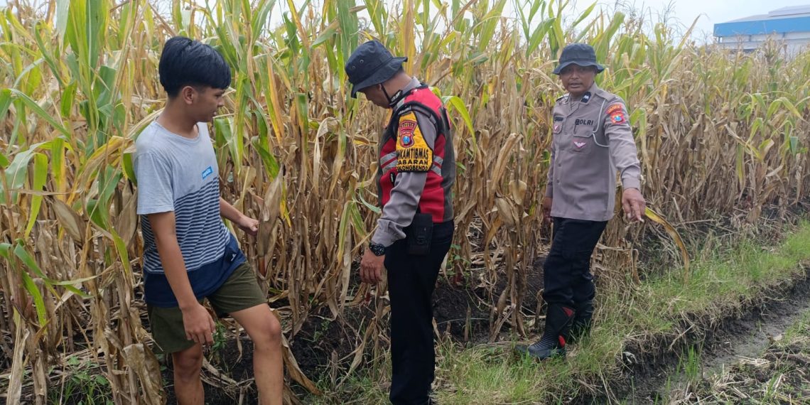 Cek Lahan Jagung Siap Panen di Balongbendo Sidoarjo, Dukung Swasembada Pangan 2026