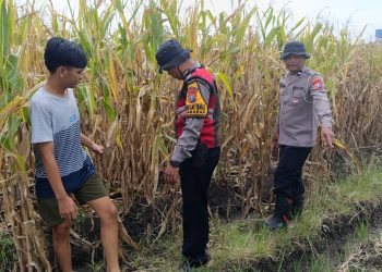 Cek Lahan Jagung Siap Panen di Balongbendo Sidoarjo, Dukung Swasembada Pangan 2026