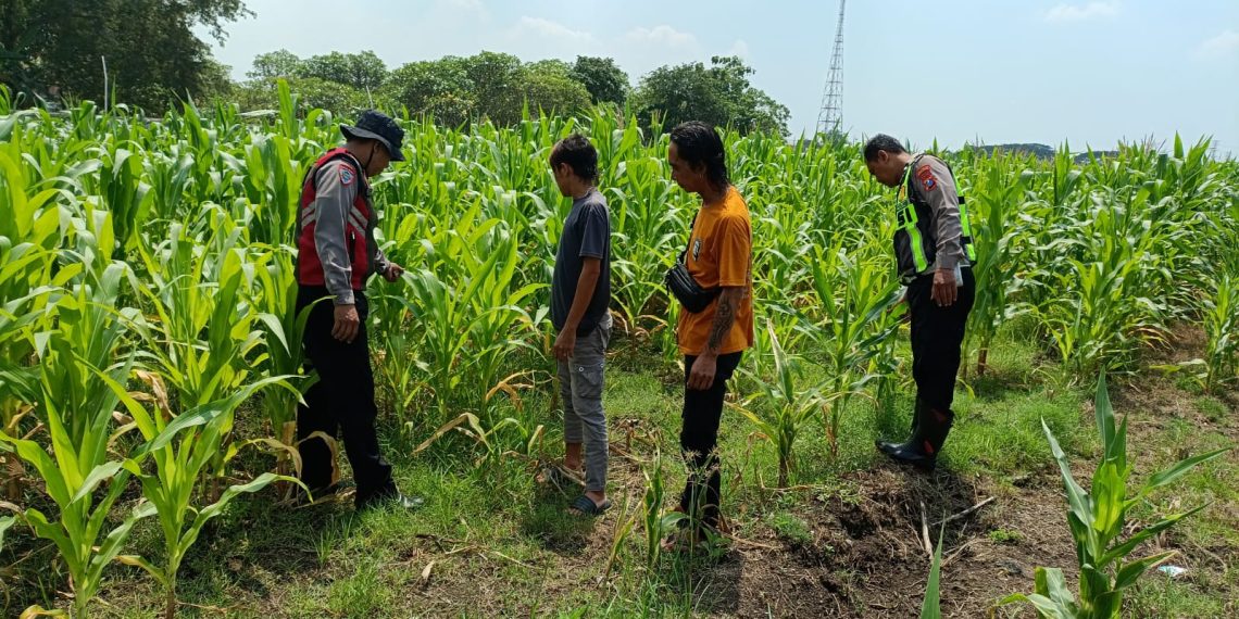 Dorong Swasembada Pangan, Polisi Tinjau Lahan Jagung Siap Panen di Balongbendo