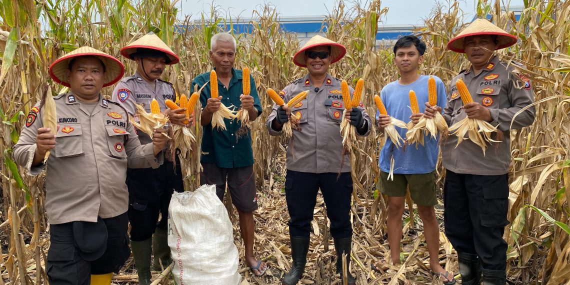 Wujudkan Ketahanan Pangan, Polsek Balongbendo Panen Jagung di Desa Wonokupang