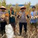 Wujudkan Ketahanan Pangan, Polsek Balongbendo Panen Jagung di Desa Wonokupang