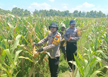 Polresta Sidoarjo Dorong Swasembada Pangan, Lahan Jagung di Balongbendo Siap Panen