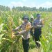 Polresta Sidoarjo Dorong Swasembada Pangan, Lahan Jagung di Balongbendo Siap Panen