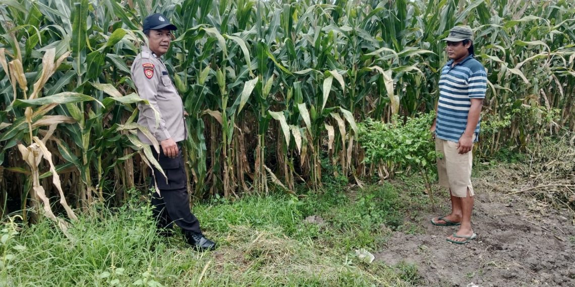 Polsek Balongbendo Tinjau Kesiapan Panen Jagung, Dukung Ketahanan Pangan