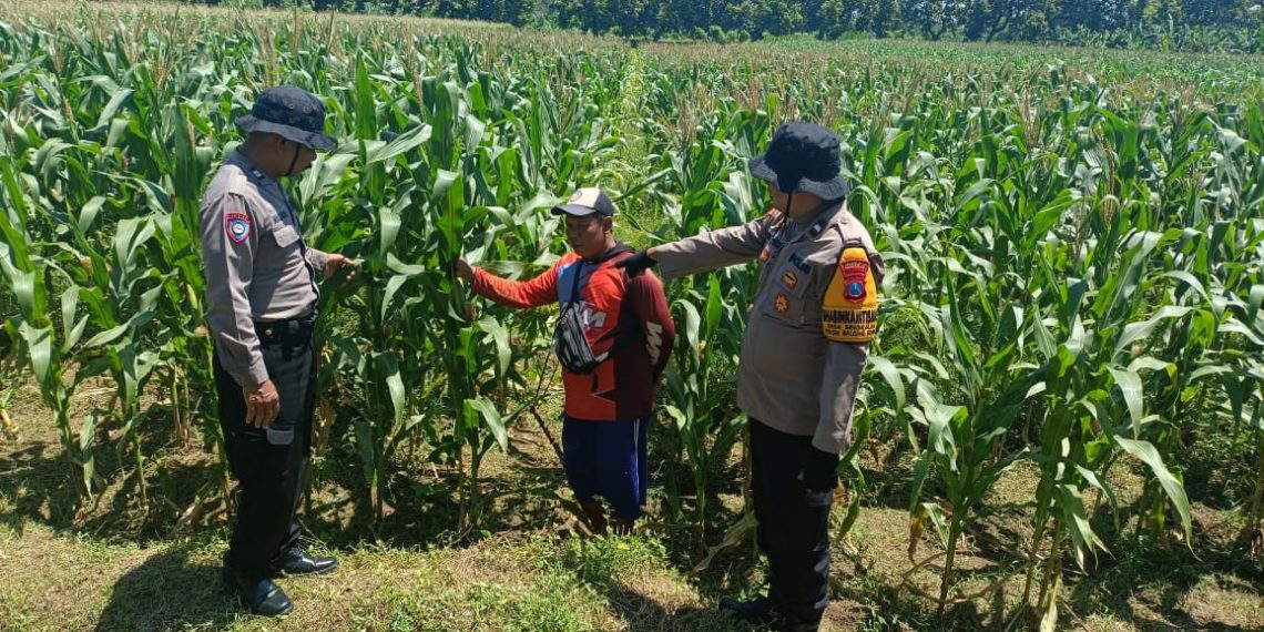 Polsek Balongbendo bersama Petani Optimalkan Tanaman Jagung