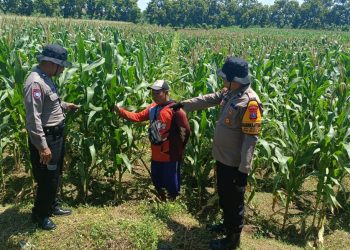 Polsek Balongbendo bersama Petani Optimalkan Tanaman Jagung