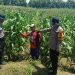 Polsek Balongbendo bersama Petani Optimalkan Tanaman Jagung