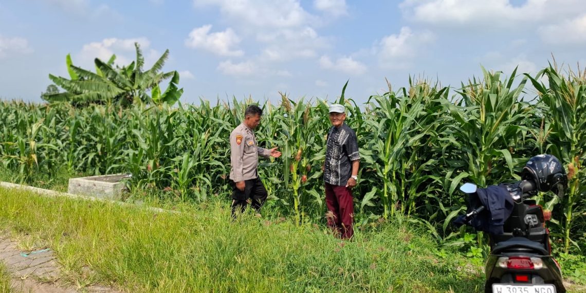 Polsek Tanggulangin Optimalkan Pengelolaan Lahan Jagung Dukung Ketahanan Pangan