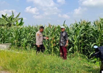 Polsek Tanggulangin Optimalkan Pengelolaan Lahan Jagung Dukung Ketahanan Pangan