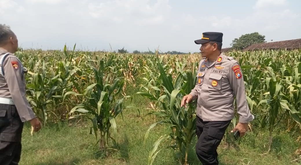Dorong Swasembada Pangan, Kapolsek Prambon AKP Sugiono Tinjau Lahan Jagung di Desa Bulang