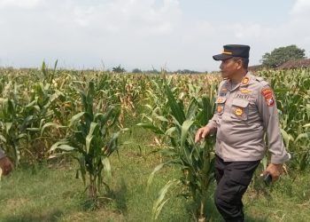 Dorong Swasembada Pangan, Kapolsek Prambon AKP Sugiono Tinjau Lahan Jagung di Desa Bulang