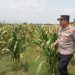 Dorong Swasembada Pangan, Kapolsek Prambon AKP Sugiono Tinjau Lahan Jagung di Desa Bulang