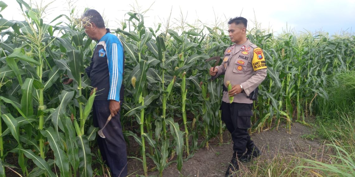 Polresta Sidoarjo Dorong Swasembada Pangan, Polisi Turun Langsung Dampingi Petani Jagung