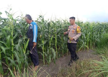 Polresta Sidoarjo Dorong Swasembada Pangan, Polisi Turun Langsung Dampingi Petani Jagung