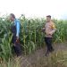 Polresta Sidoarjo Dorong Swasembada Pangan, Polisi Turun Langsung Dampingi Petani Jagung