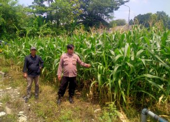 Polresta Sidoarjo Dorong Swasembada Pangan, Bhabinkamtibmas Turun Langsung Cek Lahan Jagung Petani
