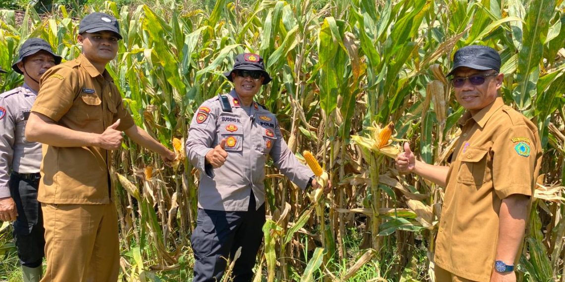Polsek Balongbendo Intensifkan Pengelolaan Ketahanan Pangan Jagung Hibrida