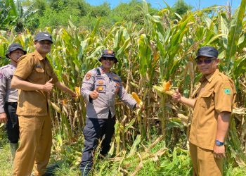 Polsek Balongbendo Intensifkan Pengelolaan Ketahanan Pangan Jagung Hibrida