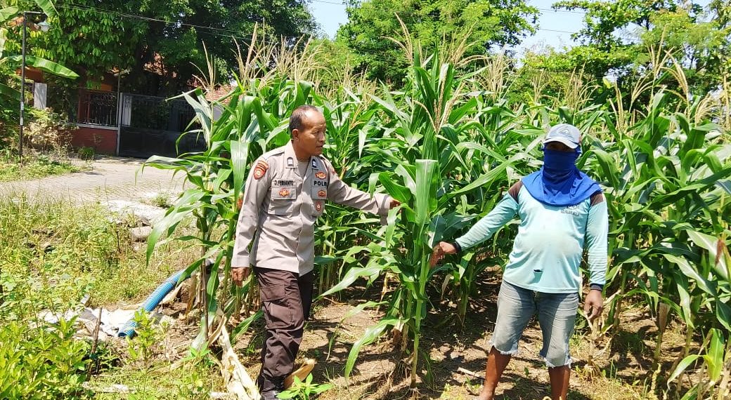 Polsek Prambon Kontrol Lahan Jagung, Antisipasi Dampak Cuaca terhadap Ketahanan Pangan