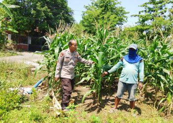 Polsek Prambon Kontrol Lahan Jagung, Antisipasi Dampak Cuaca terhadap Ketahanan Pangan