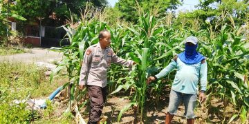 Polsek Prambon Kontrol Lahan Jagung, Antisipasi Dampak Cuaca terhadap Ketahanan Pangan